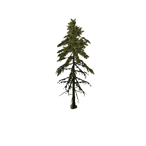 pine tree fg 2